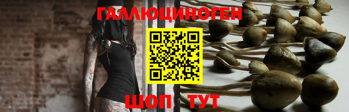 Галлюциногенные грибы GOLDEN TEACHER  Вход с VPN  Партизанск  Псилоцибиновые грибы Psilocybe 